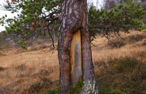 Gamle trr gir ny kunnskap